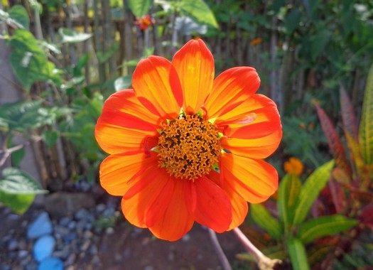 fiore piccolo colore arancio