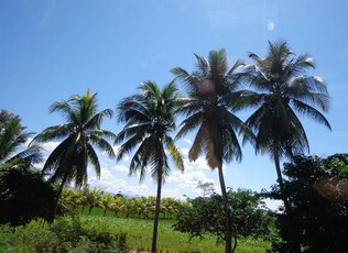 ambiente palme cielo bello