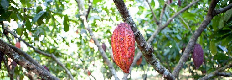 Cocoa that is excellent on the plantation, chocolate that is delectable at home