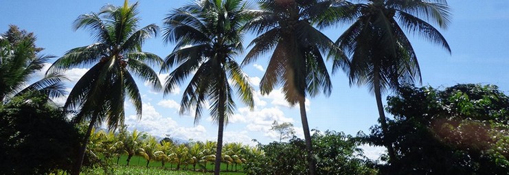 ambiente palme cielo bello